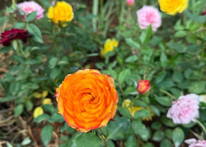 WhatsApp-Image-2025-06-25-at-21.34.36-scaled