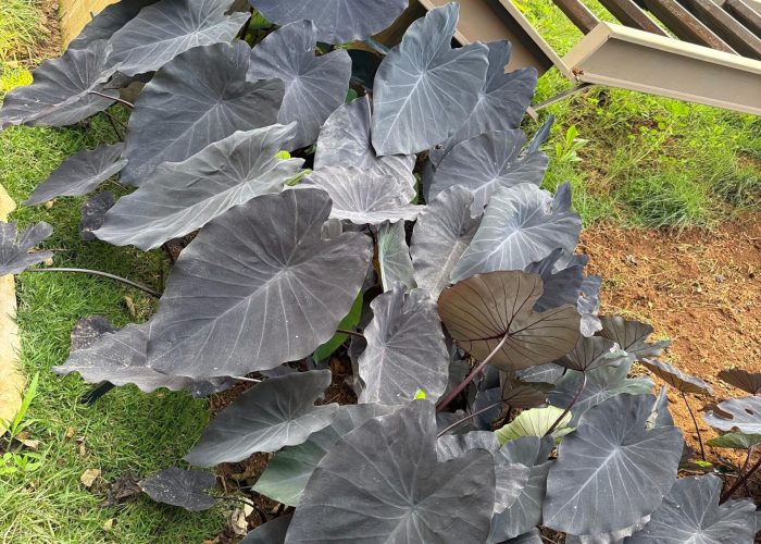 WhatsApp-Image-2025-06-25-at-21.34.38-1-scaled